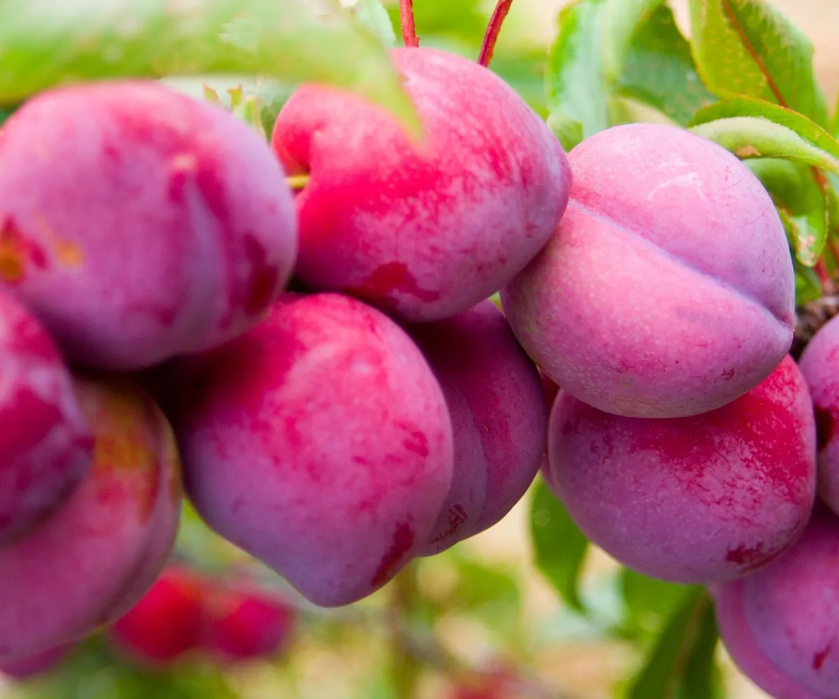 Late Santa Rosa Plum