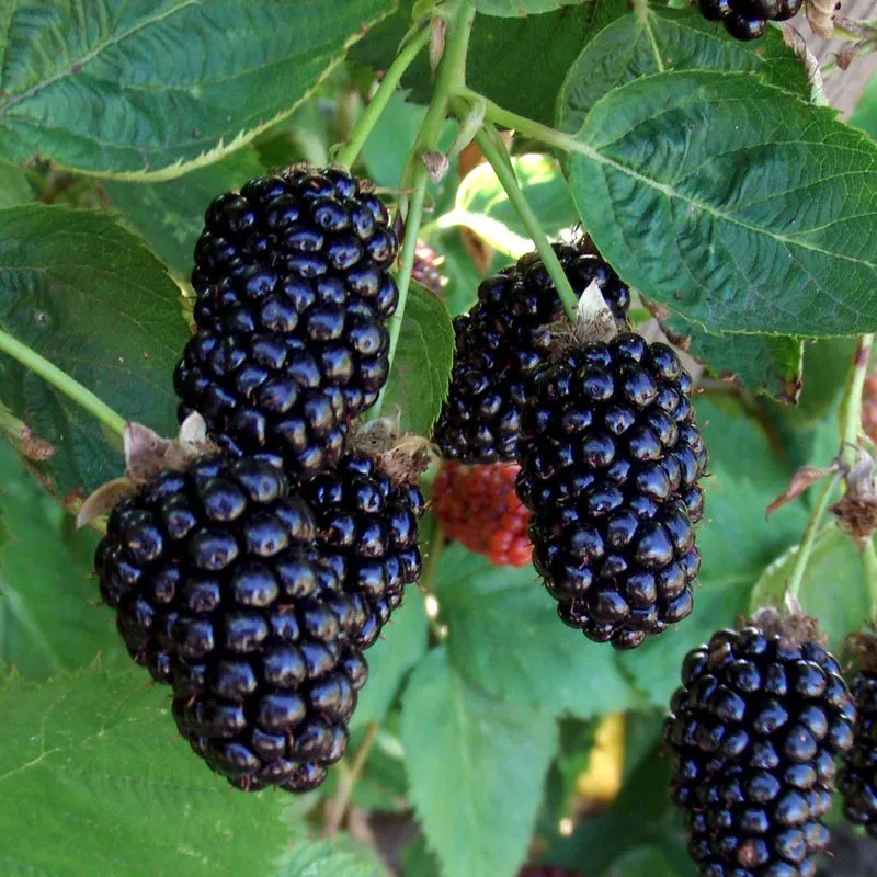 Marion Blackberry