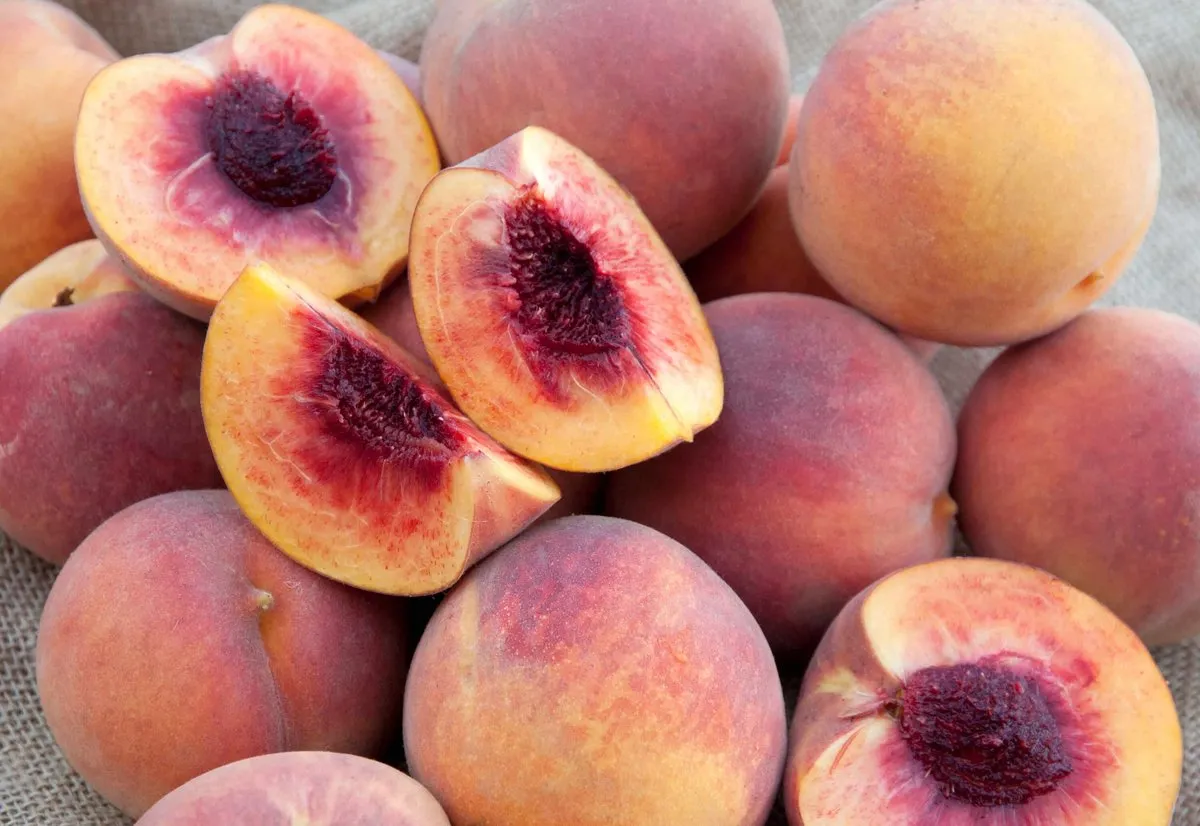 Octoberfest Peach
