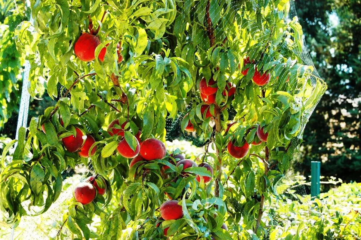 O'Henry Peach