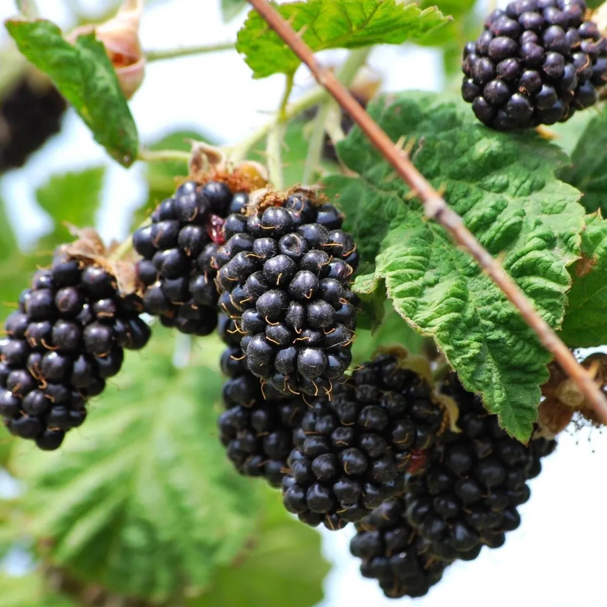 Ollalie Blackberry