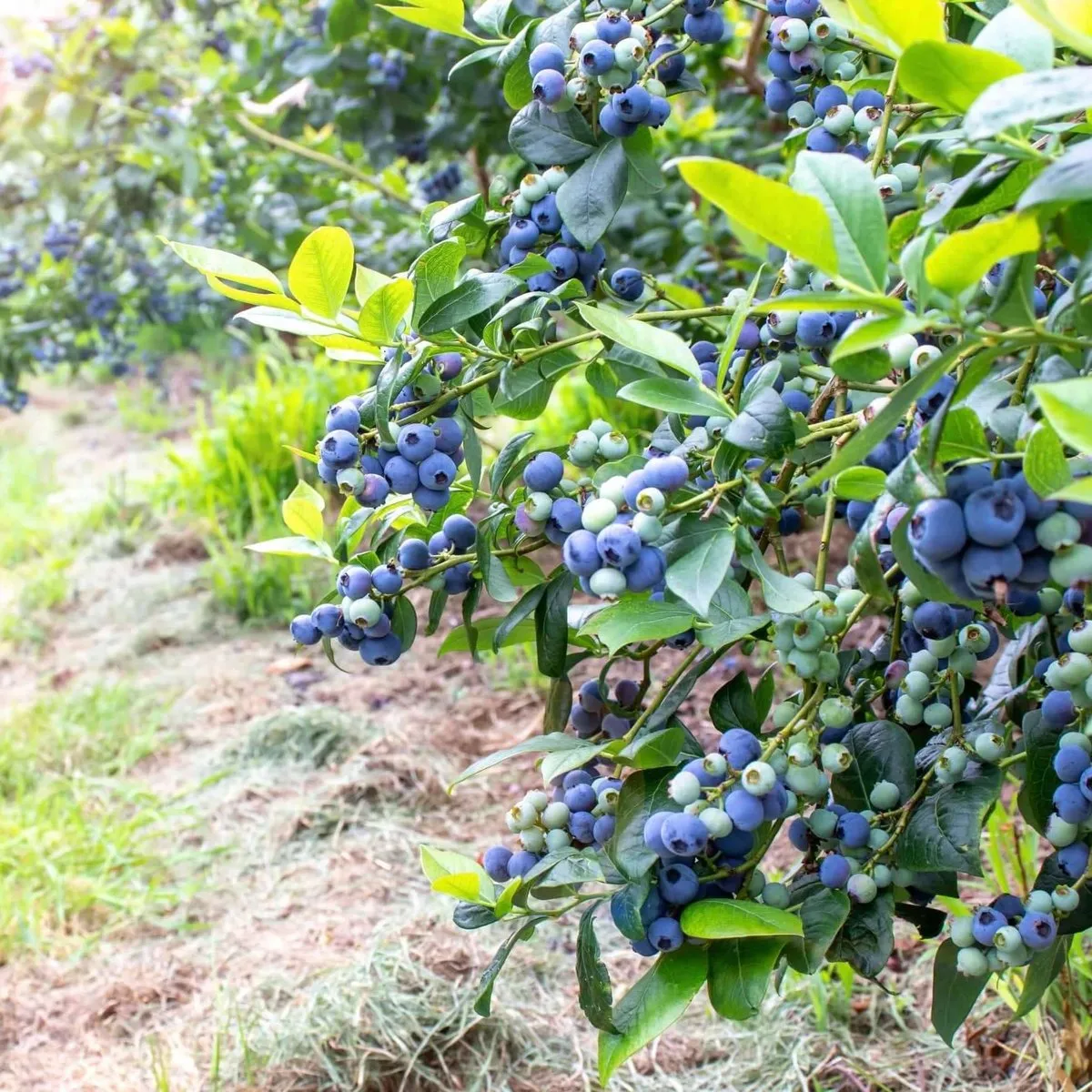 O'Neal Blueberry