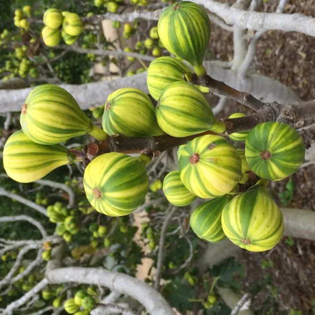 Panache Fig