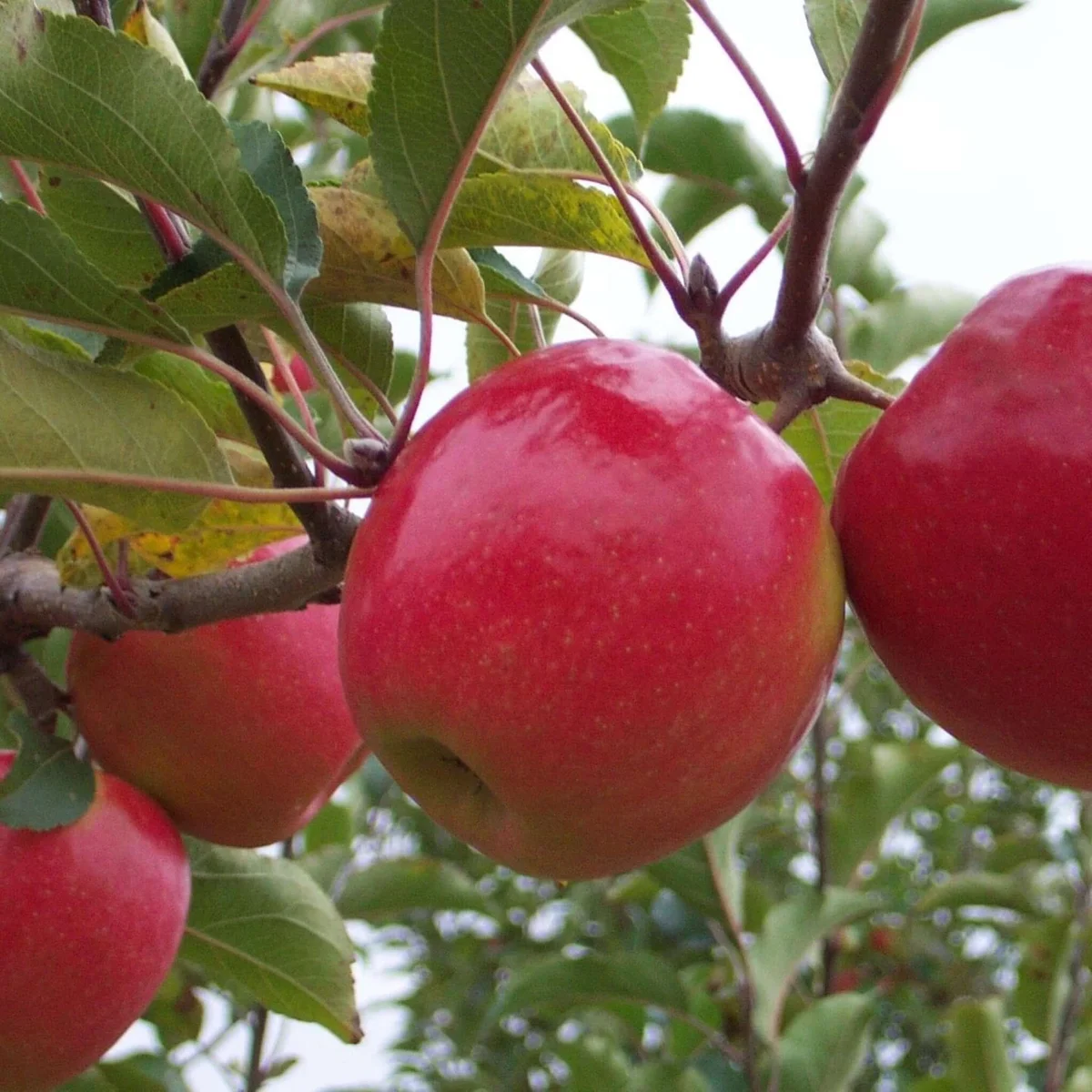 Pink Lady Apple (Cripps Pink)