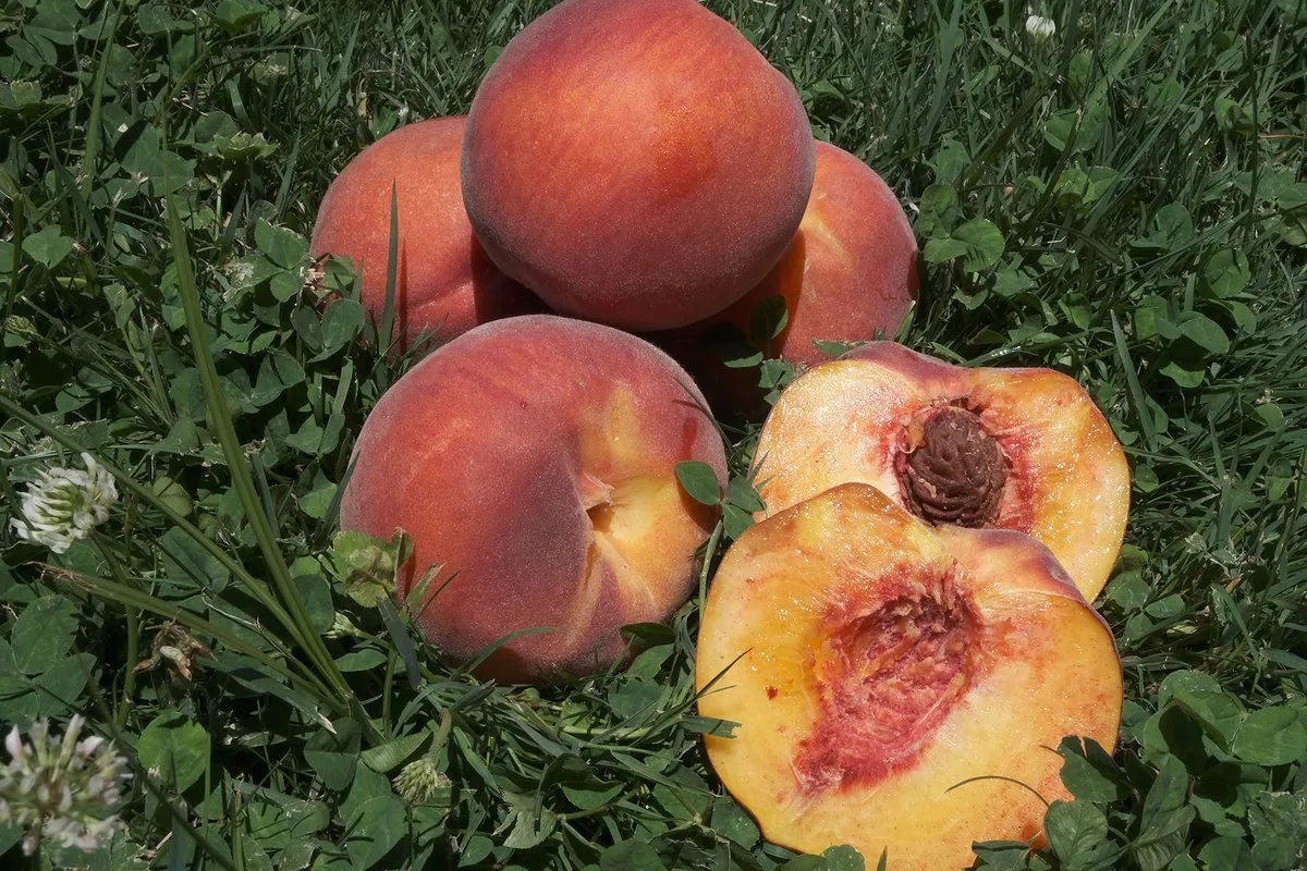 Pumpkin Spice Peach