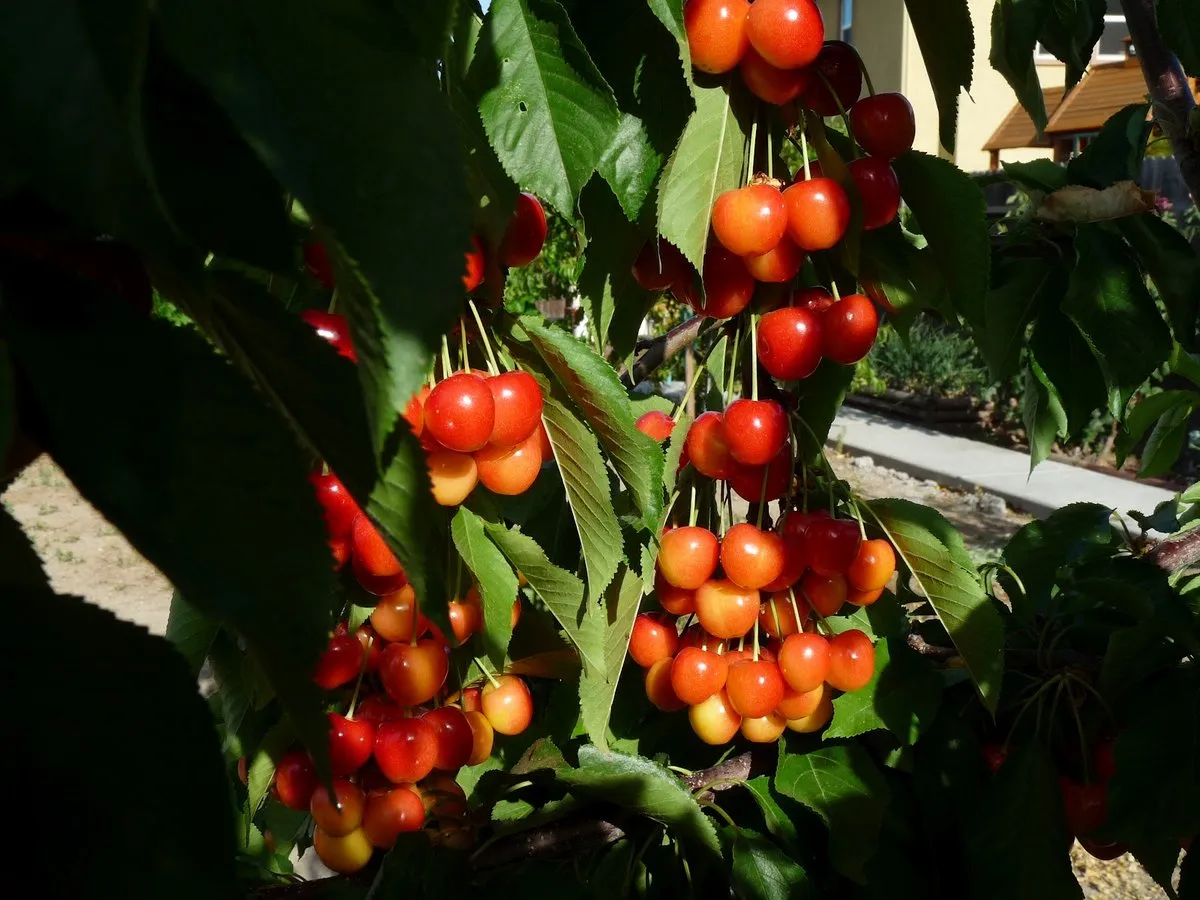 Rainier Sweet Cherry