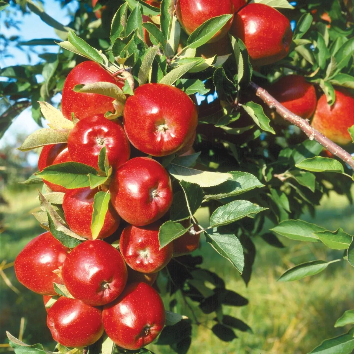 Red Delicious Apple (Bisbee spur)