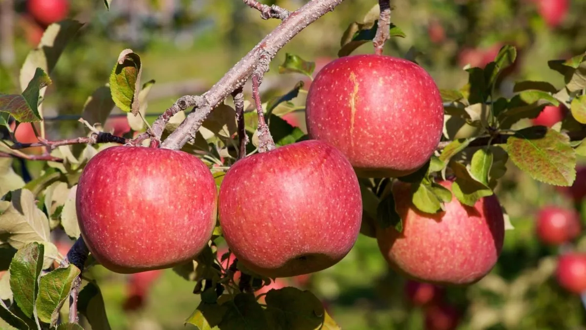 Red Fuji Apple (BC#2)