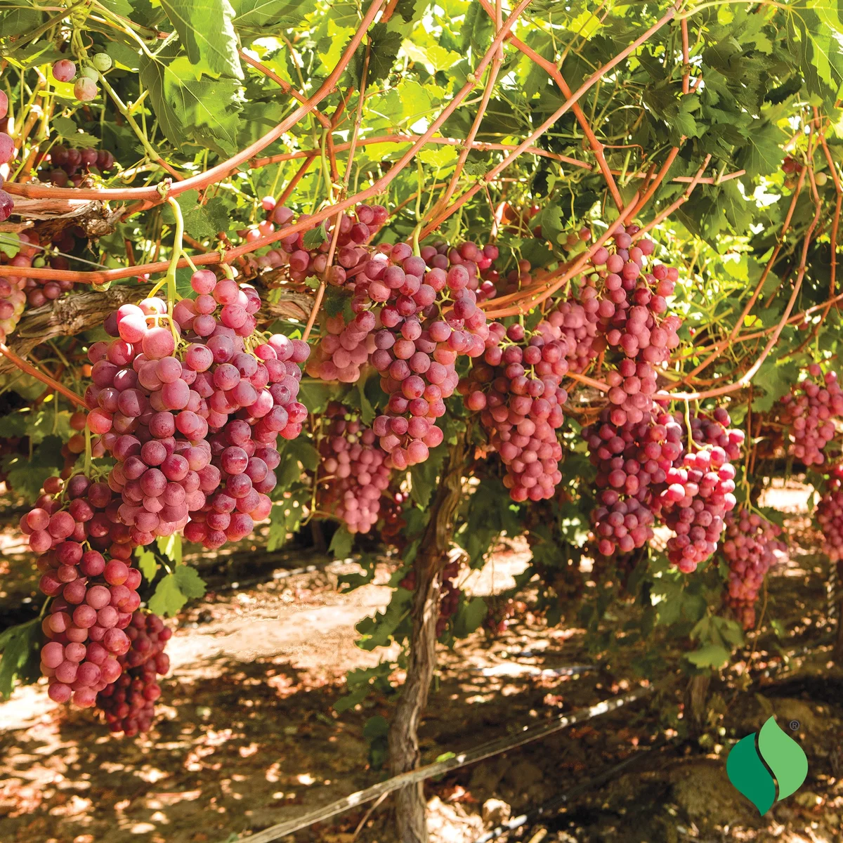 Ruby Seedless Grape