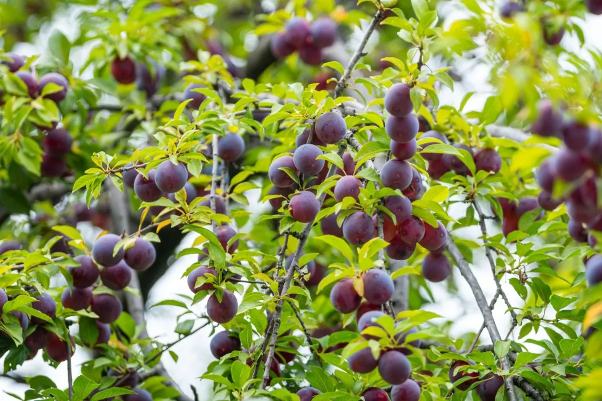 Santa Rosa Plum