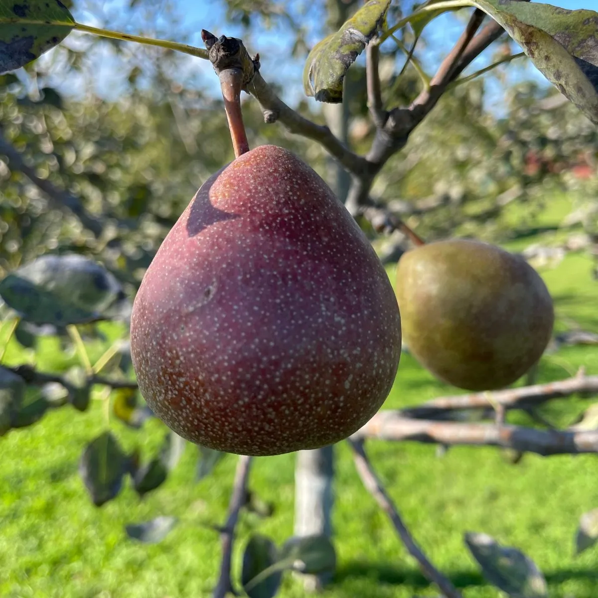 Seckel Pear