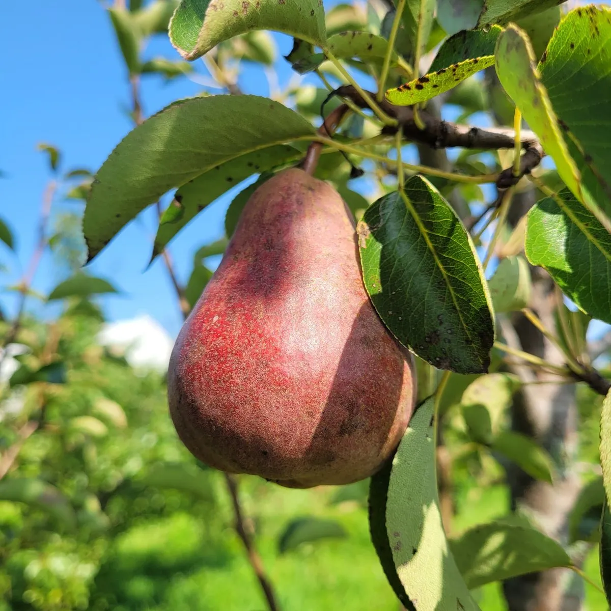 Sensation Red Bartlett Pear