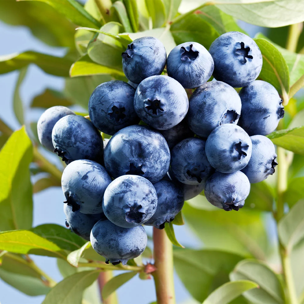 Sharpblue Blueberry