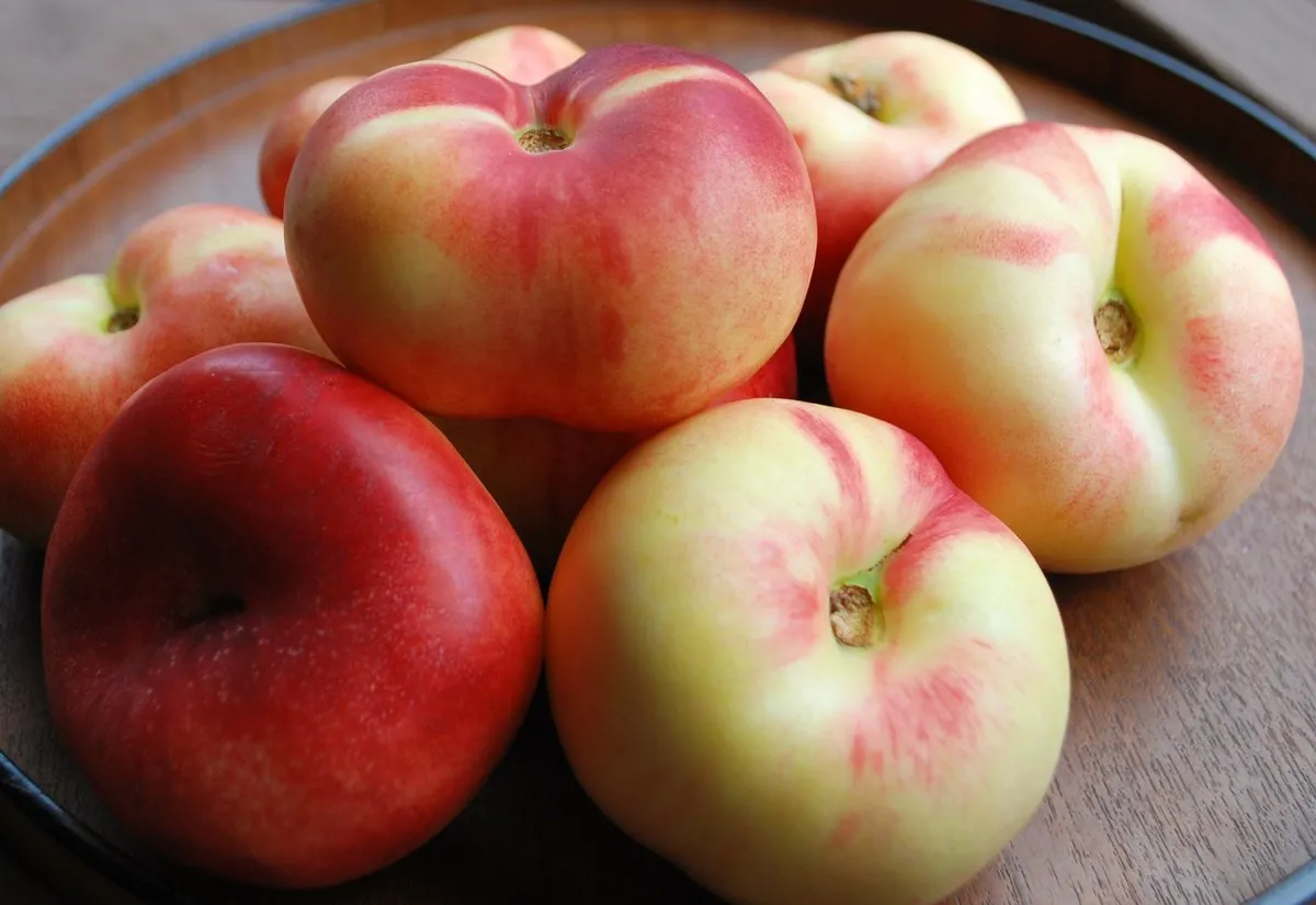 Snacktime Saucer Nectarine