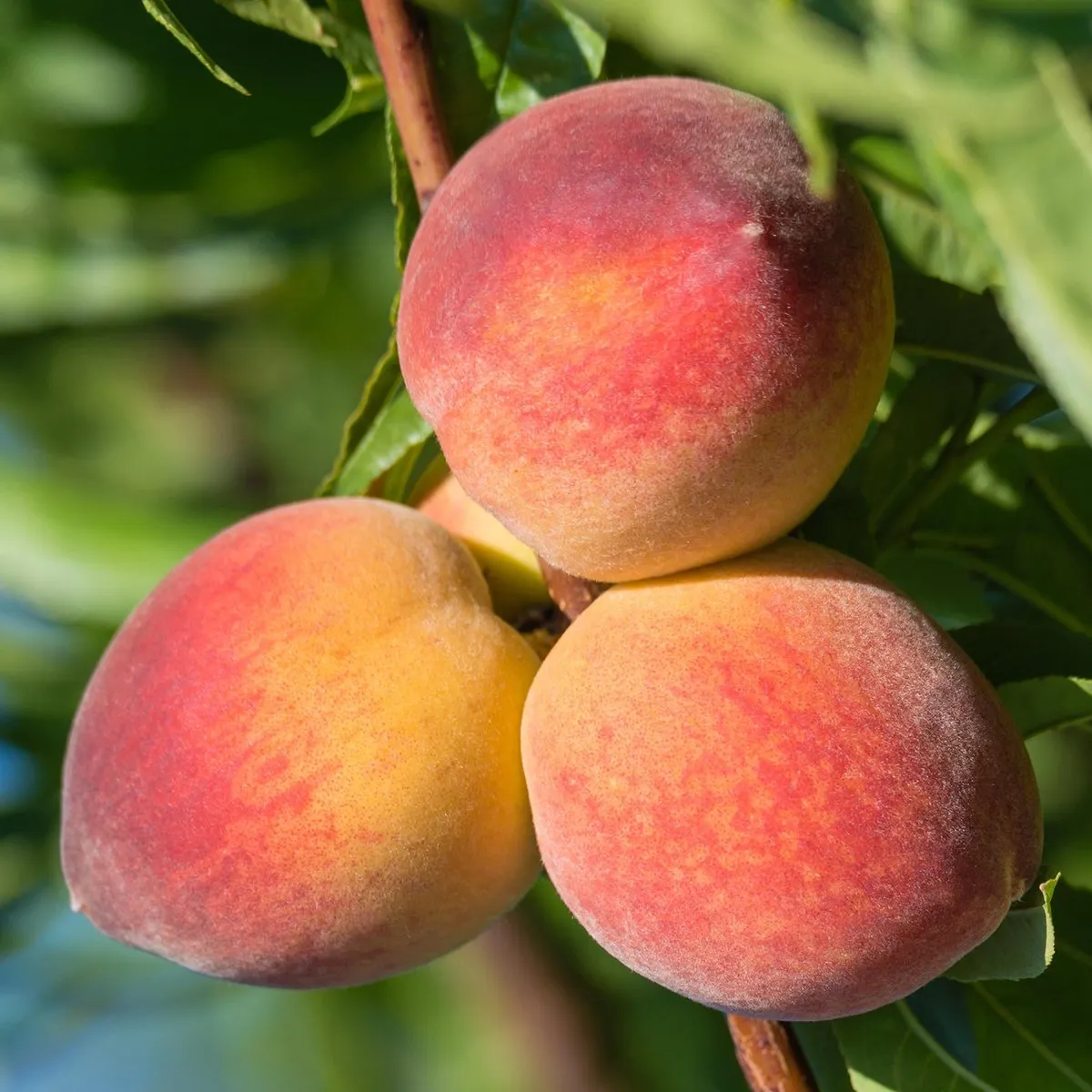 Suncrest Peach