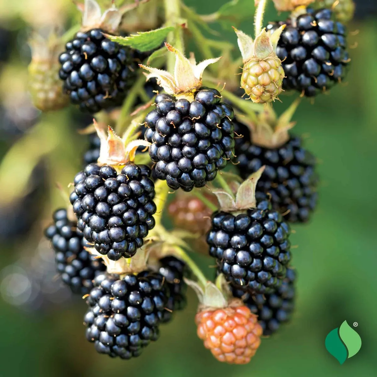 Triple Crown Blackberry (Thornless)