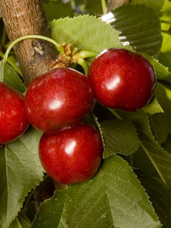 Utah Giant Cherry
