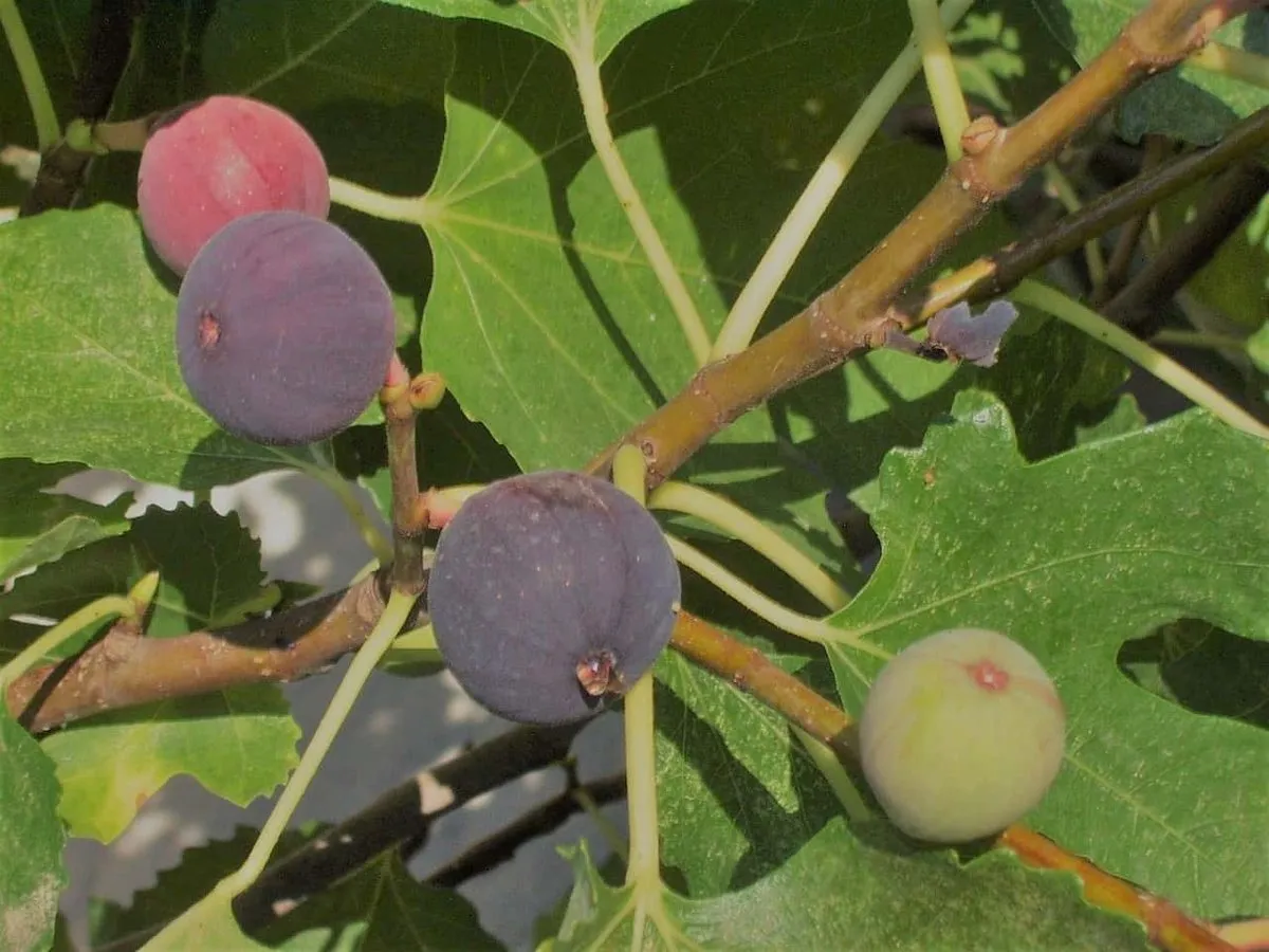 Violette de Bordeaux Fig