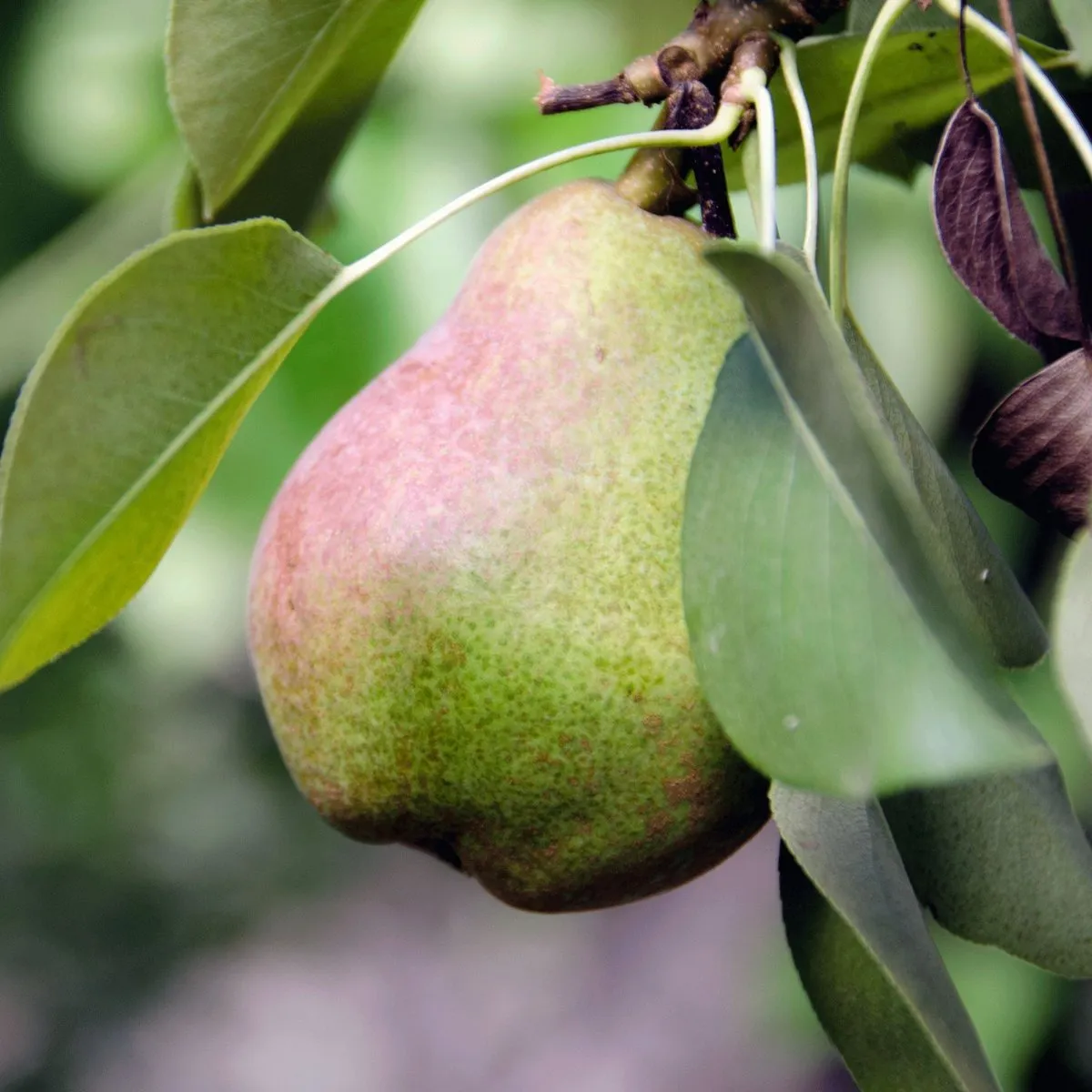 Warren Pear