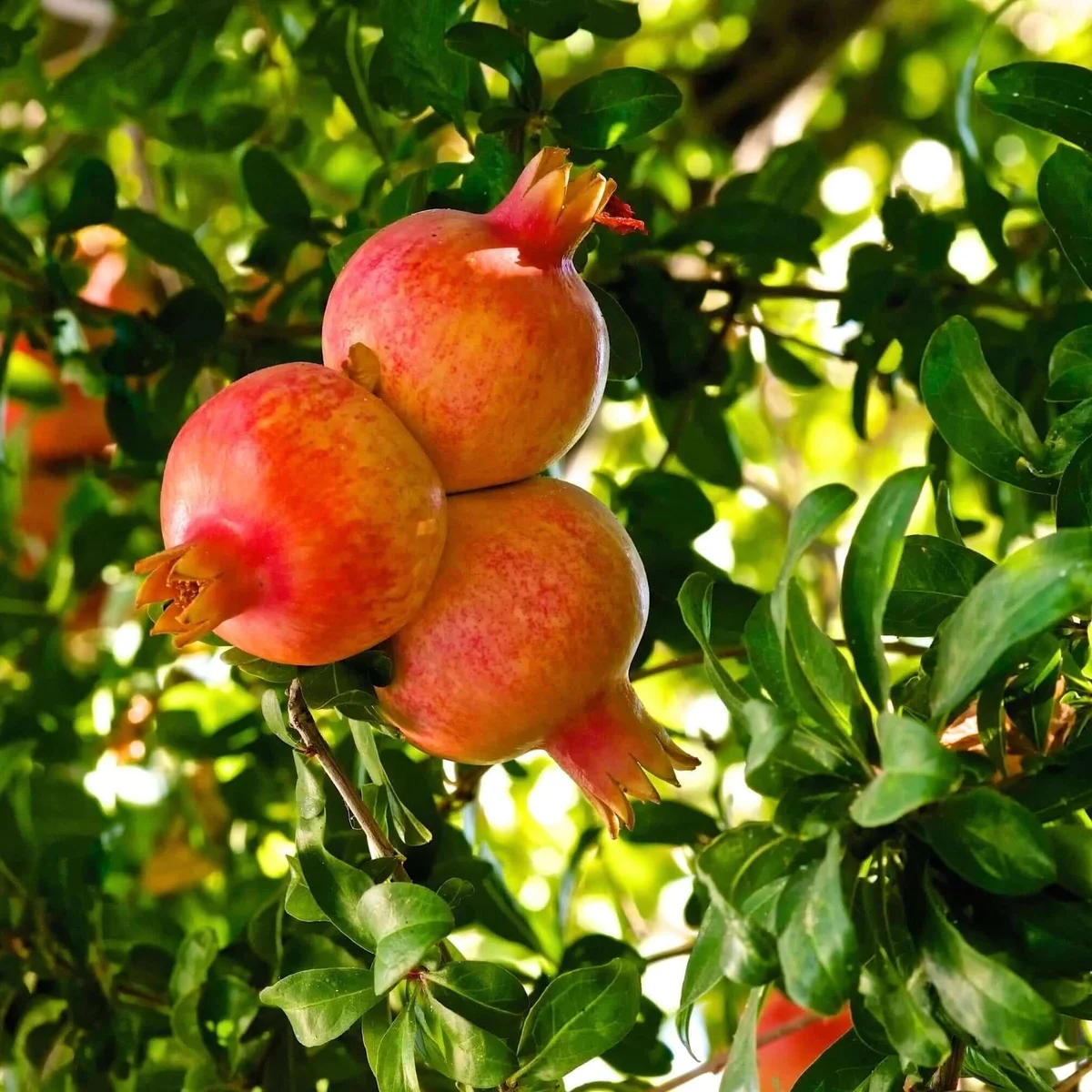 Wonderful Pomegranate
