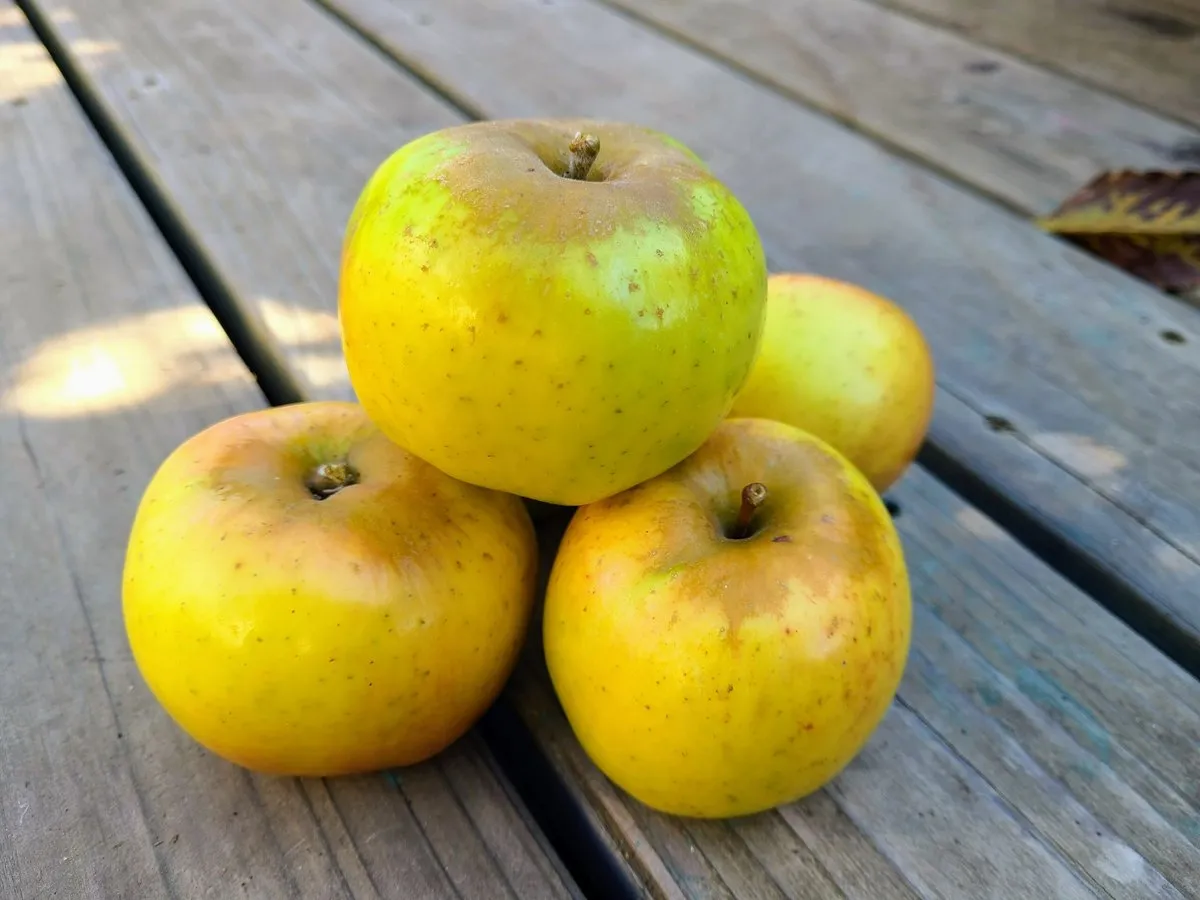Yellow Newton Pippin Apple