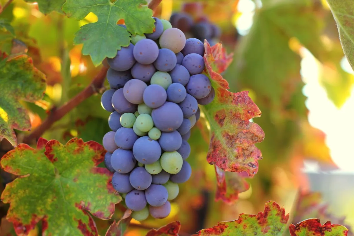 Zinfandel Grape